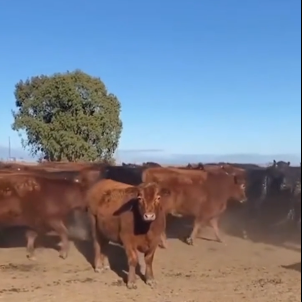 🏆200 RED ANGUS ou R$ 750.000,00 no P!!!X 💰